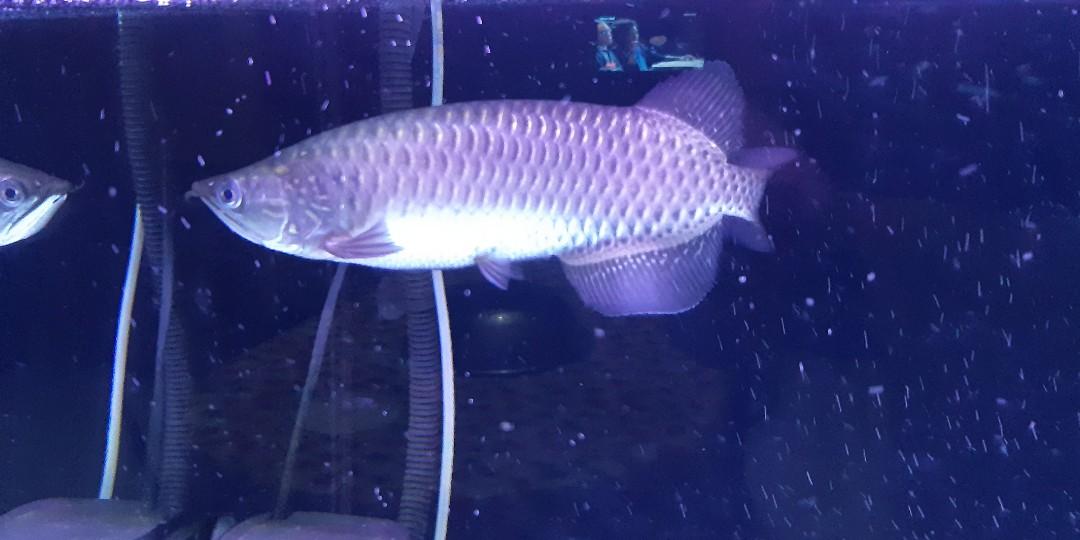 For sale tank and stand and australian gold arowana, Pets ...
