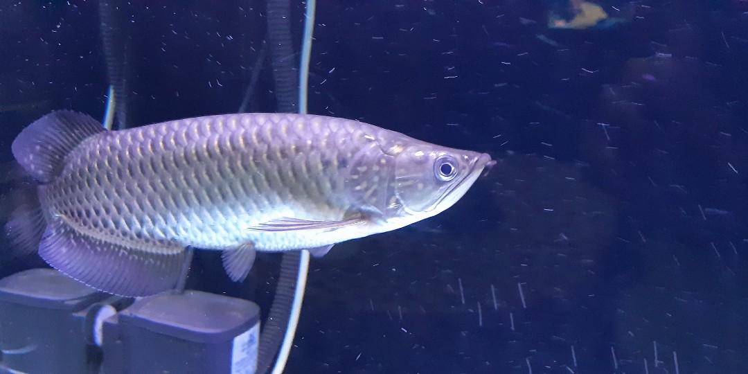 For sale tank and stand and australian gold arowana, Pets ...