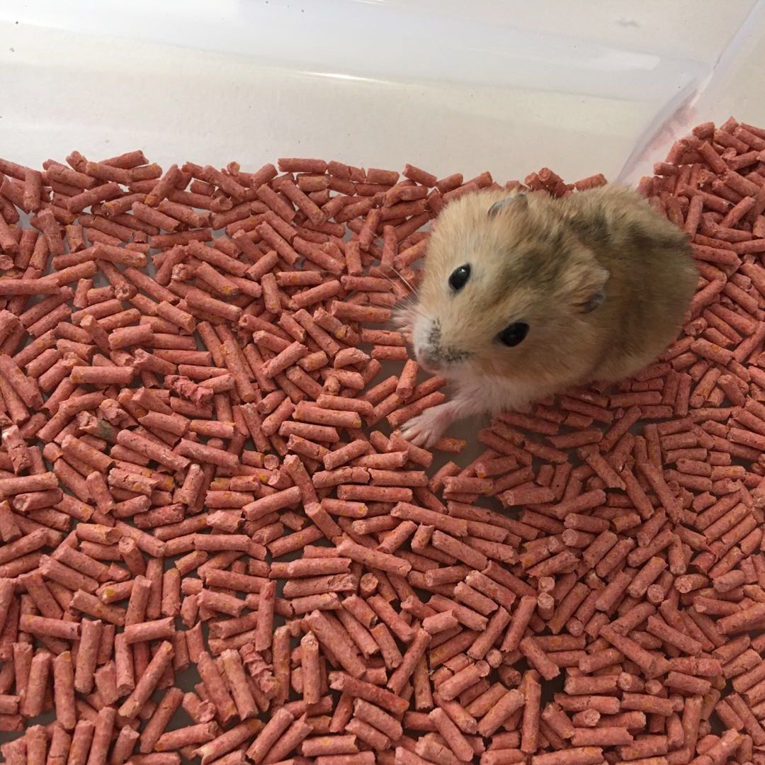 Golden winter hot sale white hamster