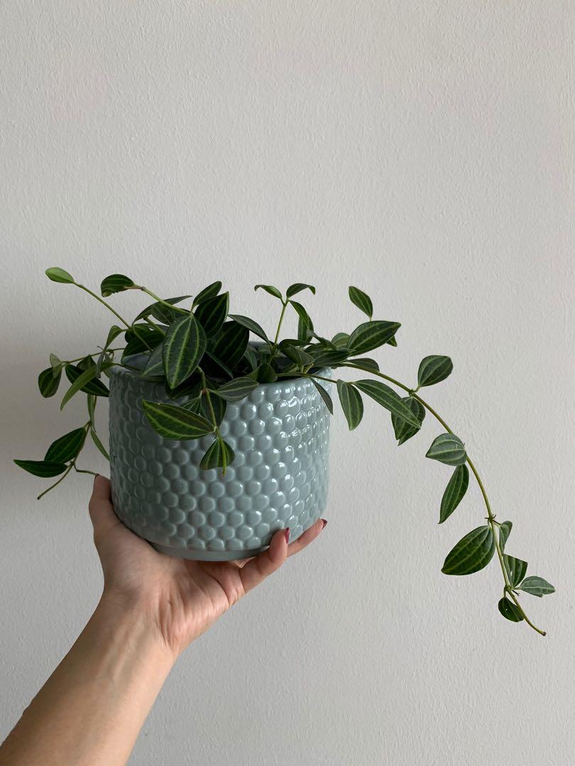Peperomia Angulata Gardening Plants On Carousell