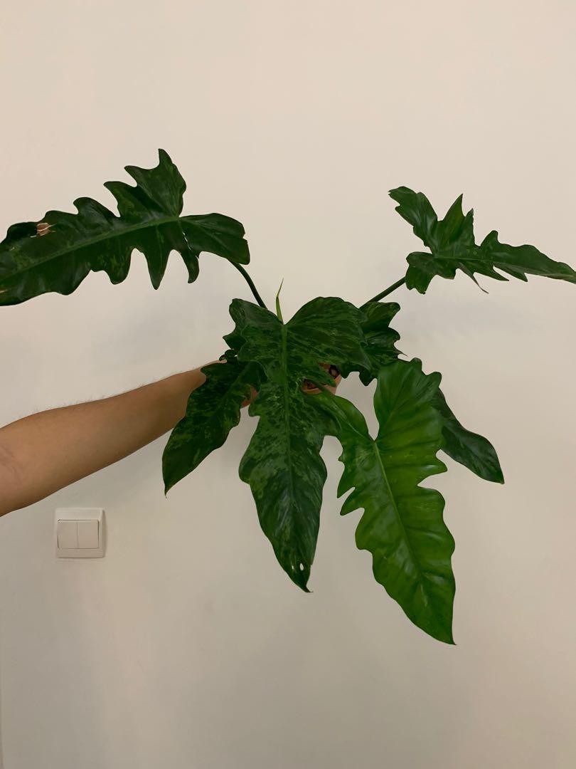 Philodendron Lime Fiddle Gardening Plants On Carousell