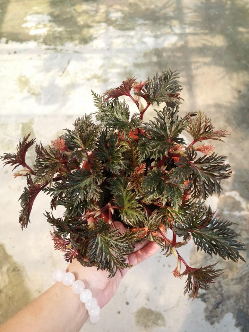Begonia Bipinnatifida Home Furniture Gardening On Carousell