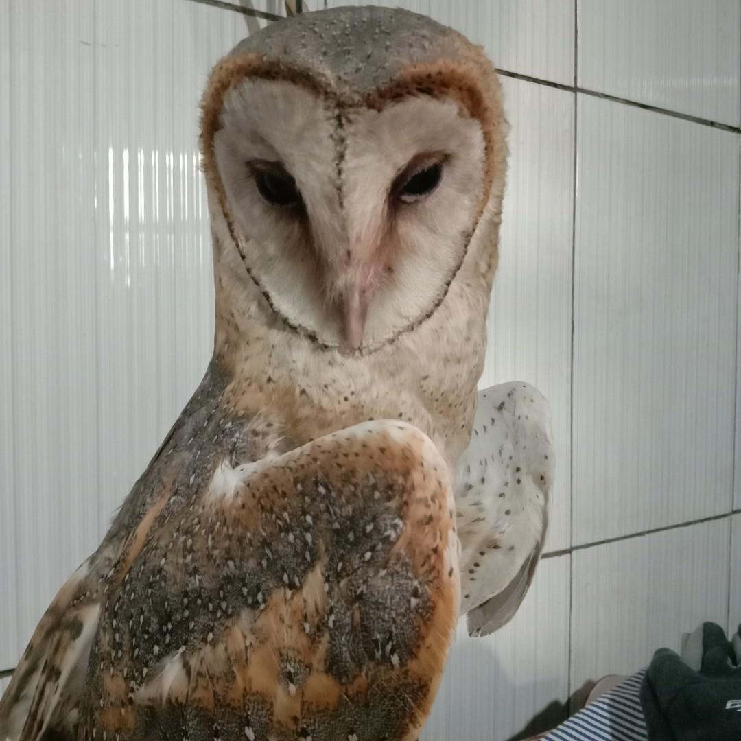 Burung Hantu Tyto Alba Jinak Pet Supplies Accessories On Carousell
