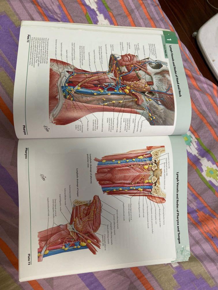 Atlas of Human Anatomy 5th edition by Frank Netter, Hobbies & Toys ...