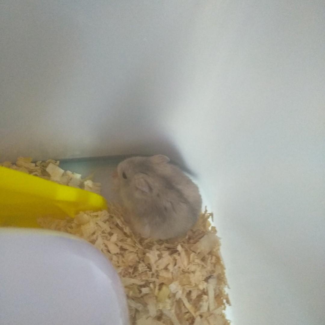 Free sales hamster supplies