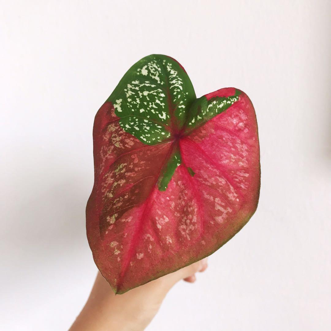 Caladium Red Beret Small, Furniture & Home Living, Gardening ...