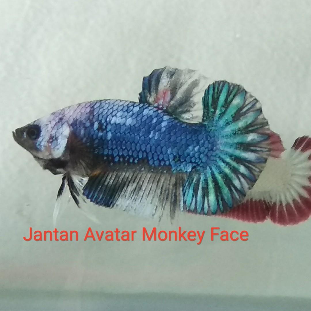 Ikan Cupang Hias Avatar Monkey Face Bonus Perlengkapan Hewan Aksesoris Hewan Di Carousell