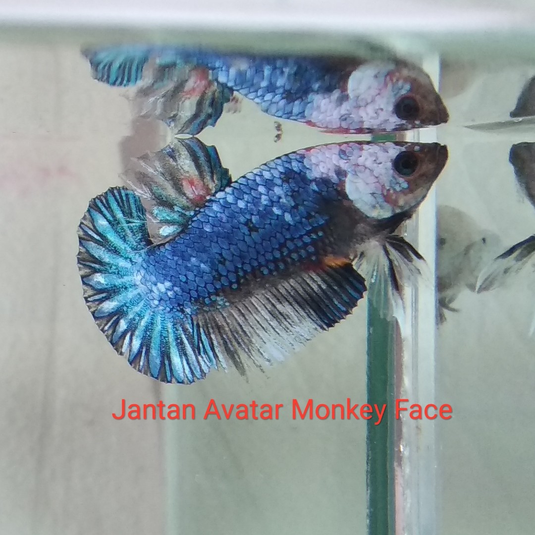 Ikan Cupang Hias Avatar Monkey Face Bonus Perlengkapan Hewan Aksesoris Hewan Di Carousell