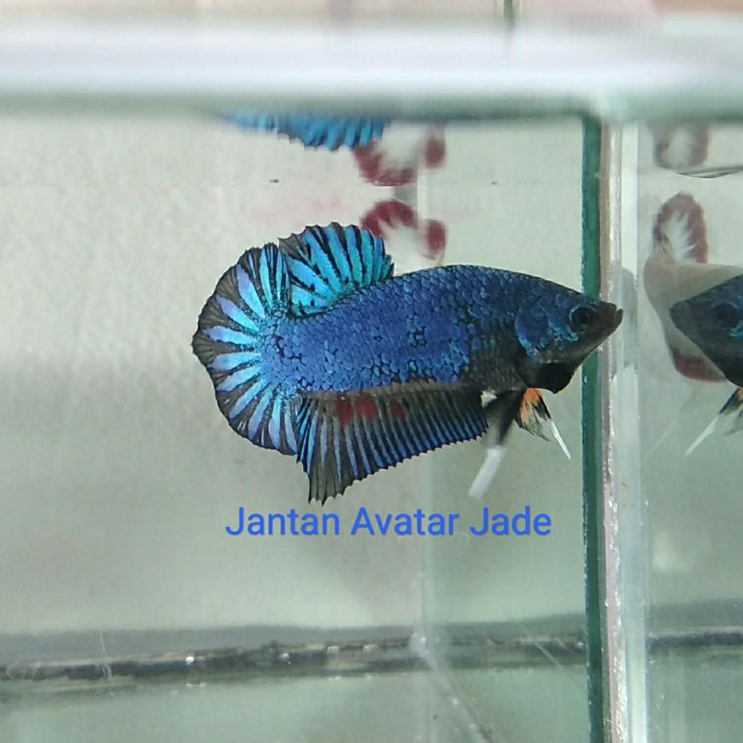 Ikan Hias Cupang Jenis Avatar Jade Jantan Betina Perlengkapan Hewan Aksesoris Hewan Di Carousell