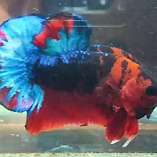 Ikan Hias Cupang Jenis Hellboy Bold Jantan Perlengkapan Hewan Aksesoris Hewan Di Carousell