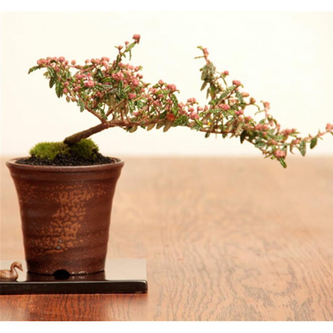 代訂日本天皇梅 傢俬 家居 Gardening Plants Carousell