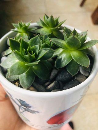 Succulent in a drainage ceramic pot