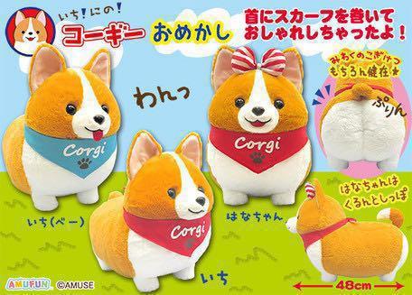 Ichini top the corgi