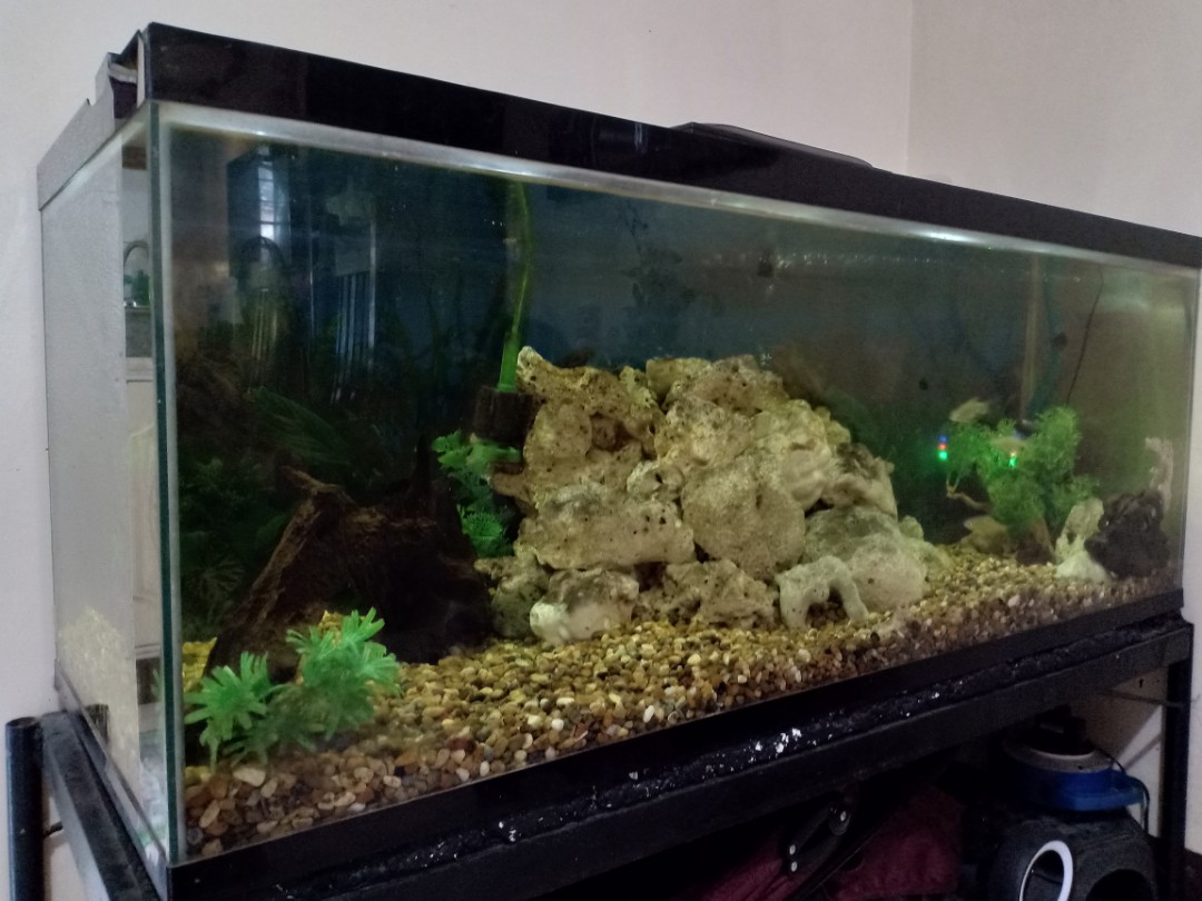 75 gal aquarium (full set up), Pet Supplies, Homes & Other Pet