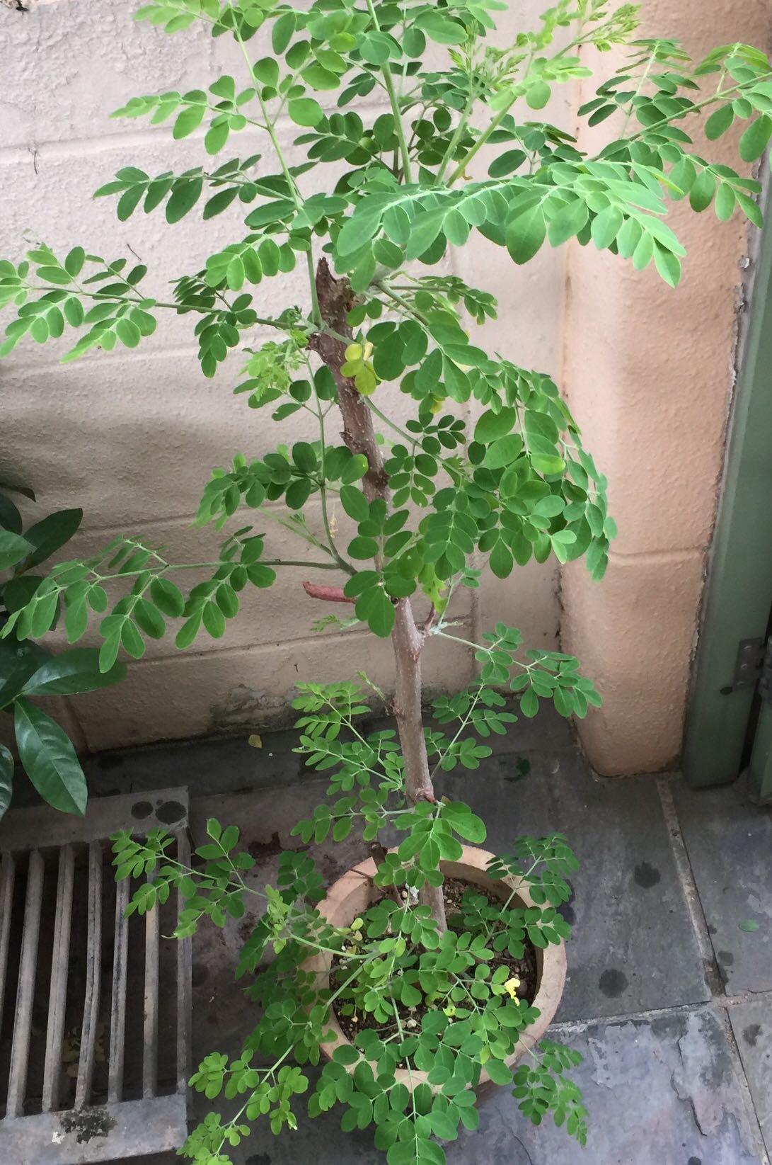 Moringa Plant Pot No 10/Malunga/Daun Kelley 辣木树, Furniture ...