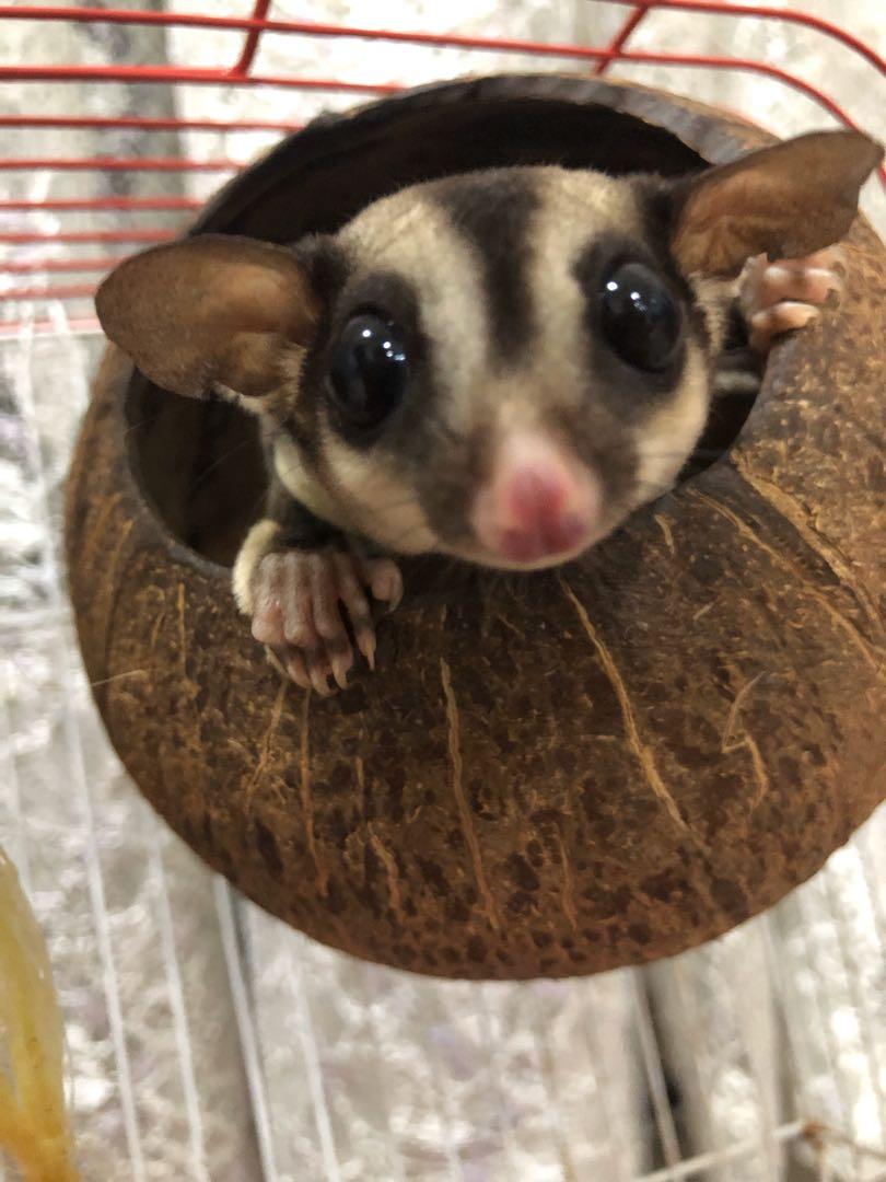 Sugar glider rm100 2025