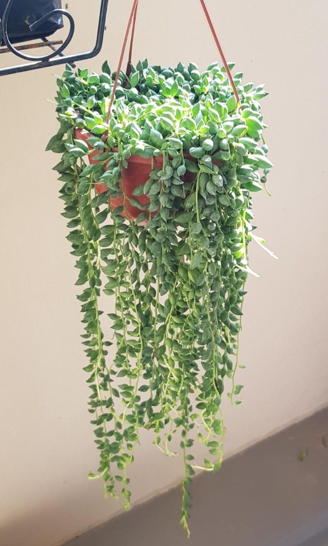 Plant China String of Pearls / String of Tears
