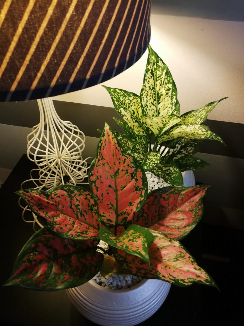 Plants for outlet centre table