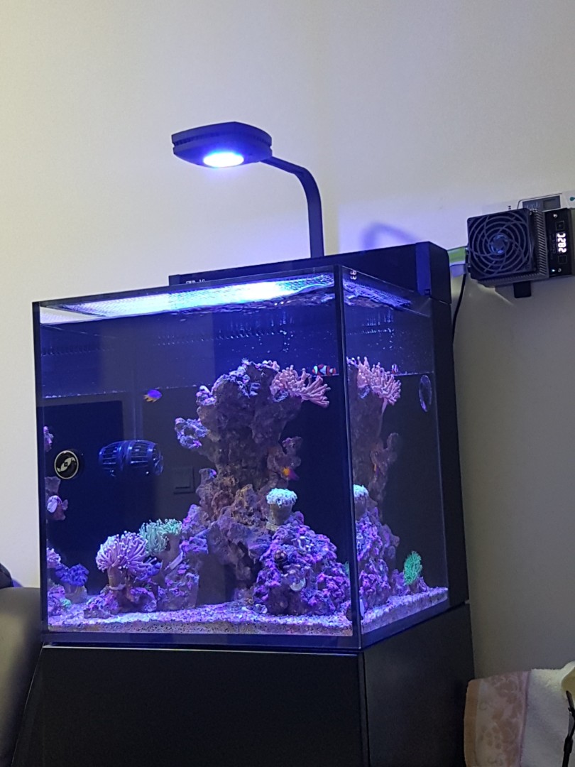 Red Sea Max Nano Marine Tank Pet Supplies Homes Other Pet Accessories On Carousell