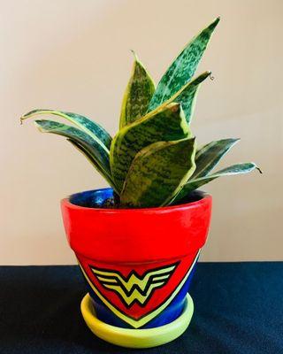 Snake Plant on Superhero pot