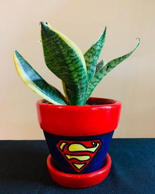 Snake Plant on Superhero pot