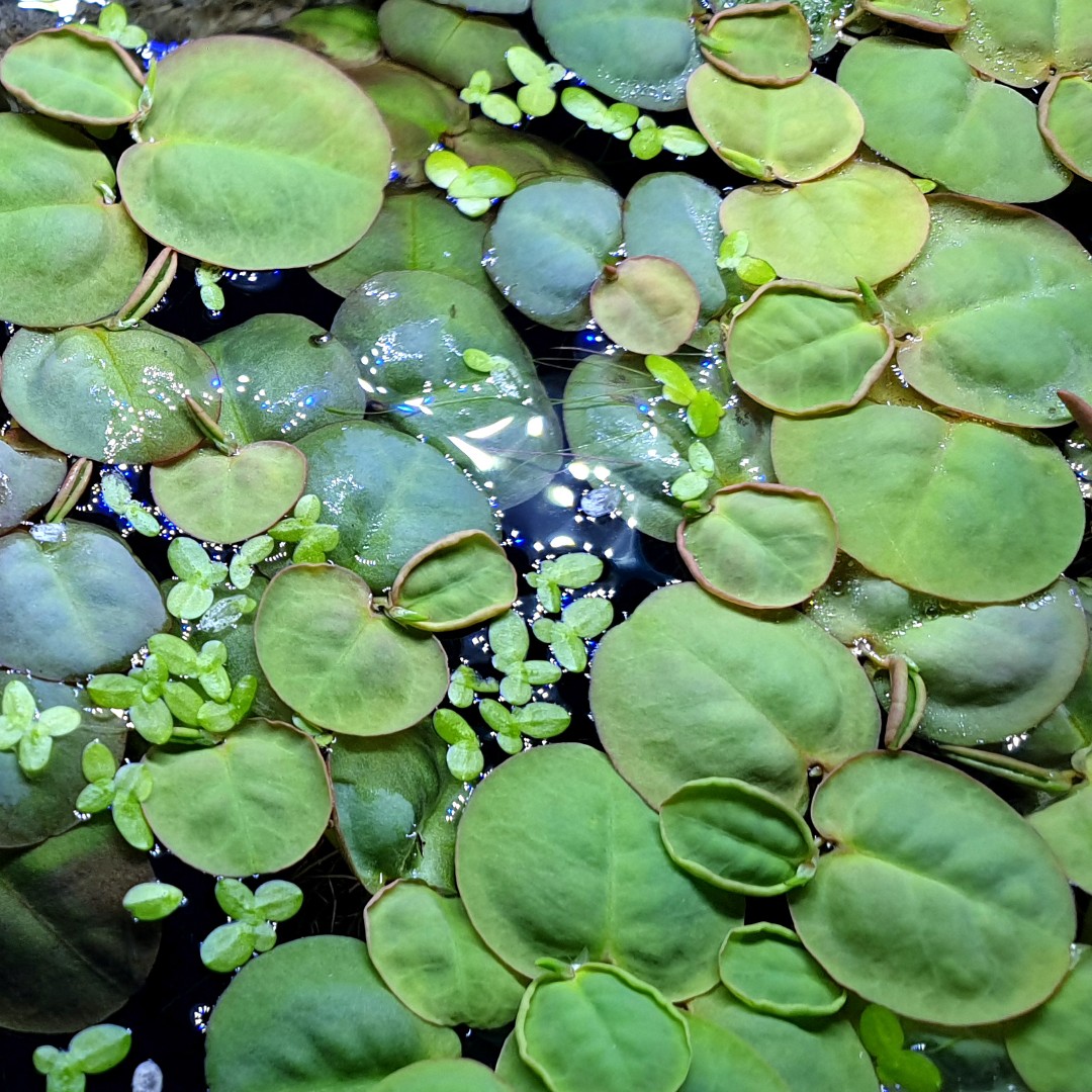 Amazon Red Root Floater - Phyllanthus fluitans, Furniture & Home Living ...
