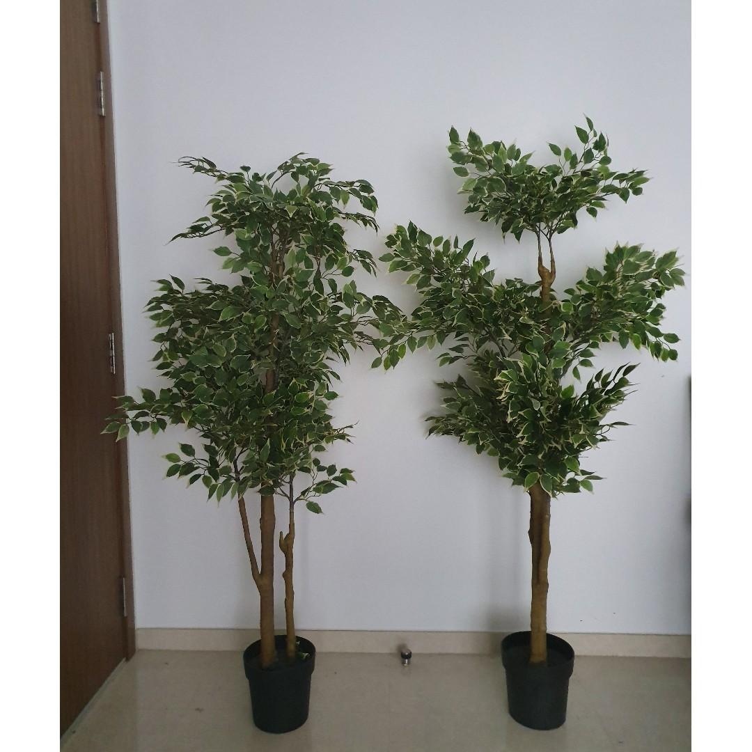 Ikea Fejka Artificial Potted Plant Weeping Fig X2 Furniture Home Decor Others On Carousell