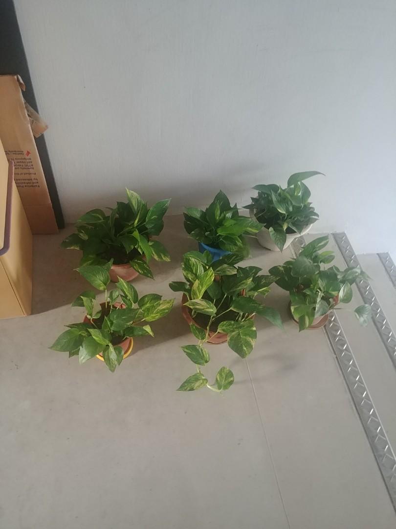 angry😡) pots of bushy money plants