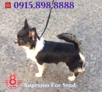 chihuahua service dog for sale