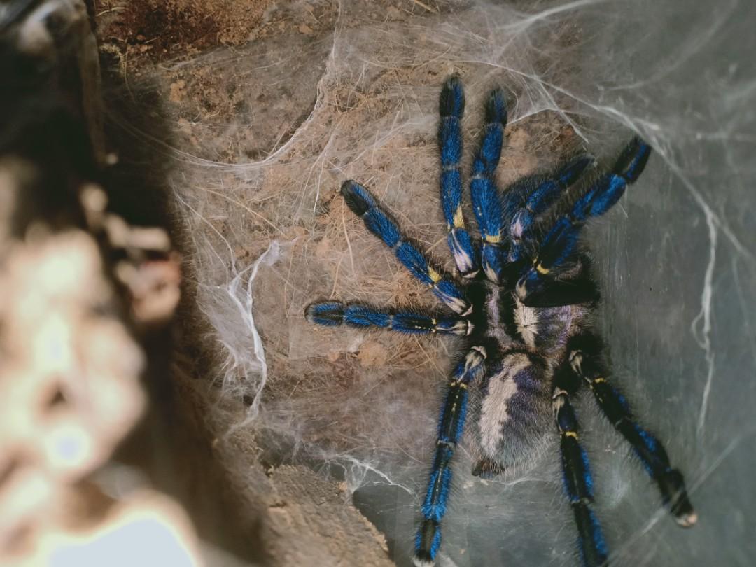 Pmet tarantula, Hobbies & Toys, Toys & Games on Carousell