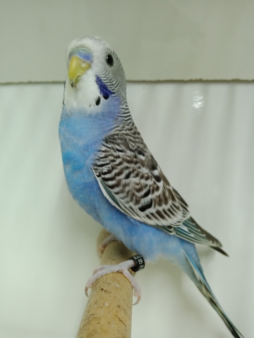 Burung Baji Budgie C Pet Supplies Homes Other Pet Accessories