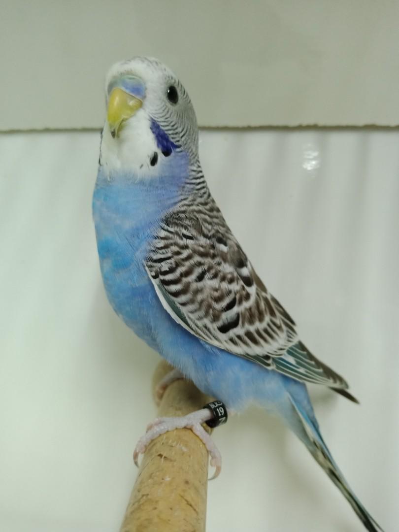 Burung Baji Budgie C Pet Supplies Pet Accessories On Carousell