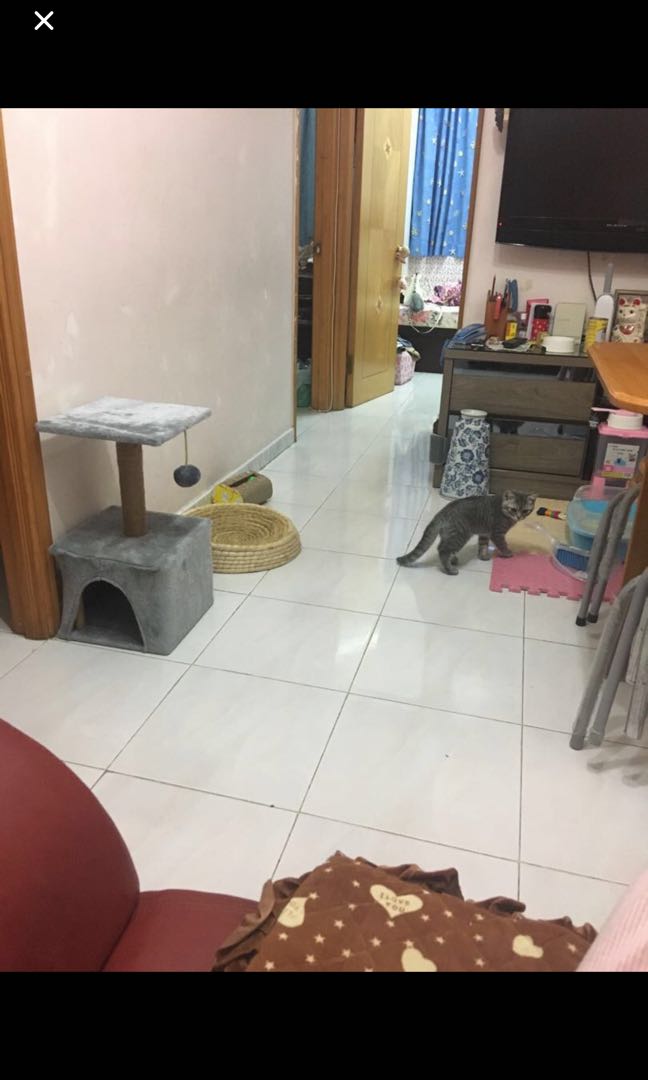 Pet boarding service (free shuttle pickup) */ Home pet sitting62863171557121114