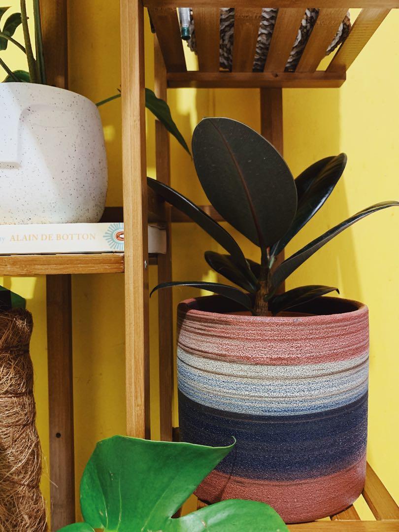 Ficus Elastica Aka Rubber Plant In Black Burgundy In Blurred Lines