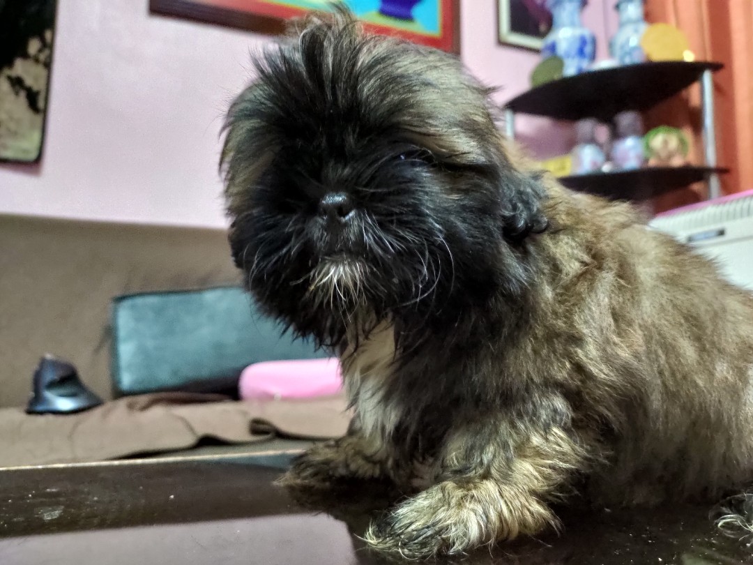 Food for shih sales tzu 2 months old