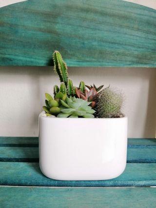 Cactus Succulent Mini Garden
