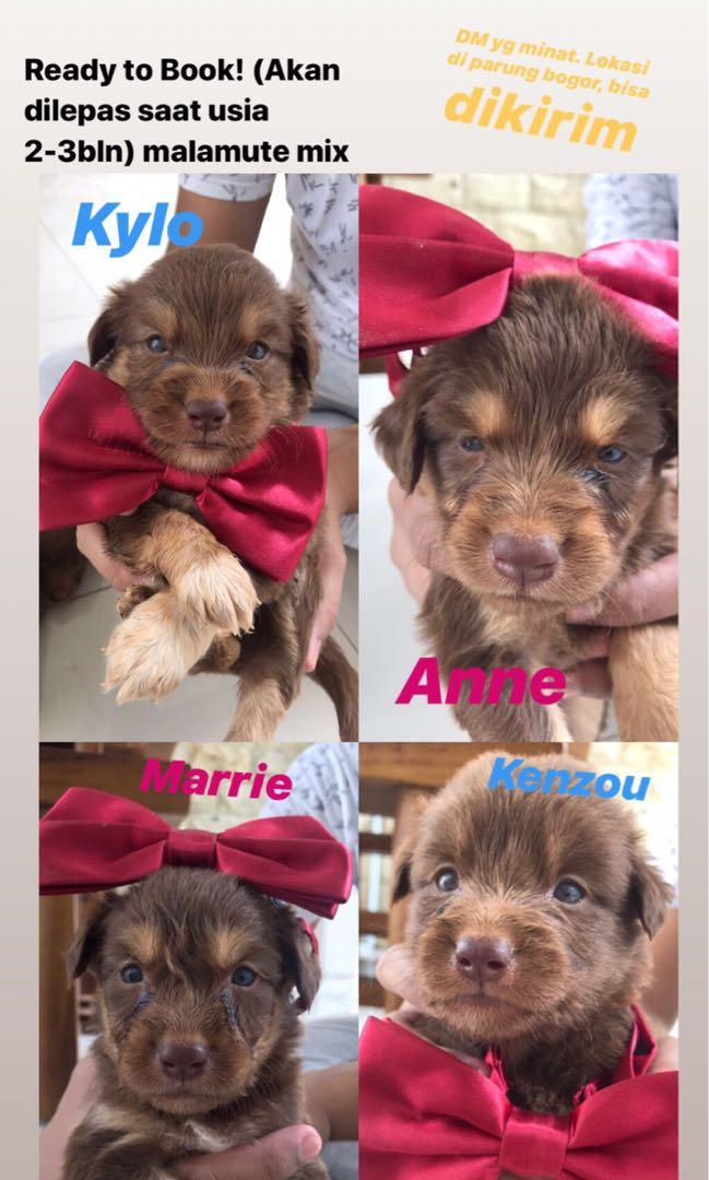 Dijual Puppy Anak Anjing Alaskan Malamute Mix Pet Supplies