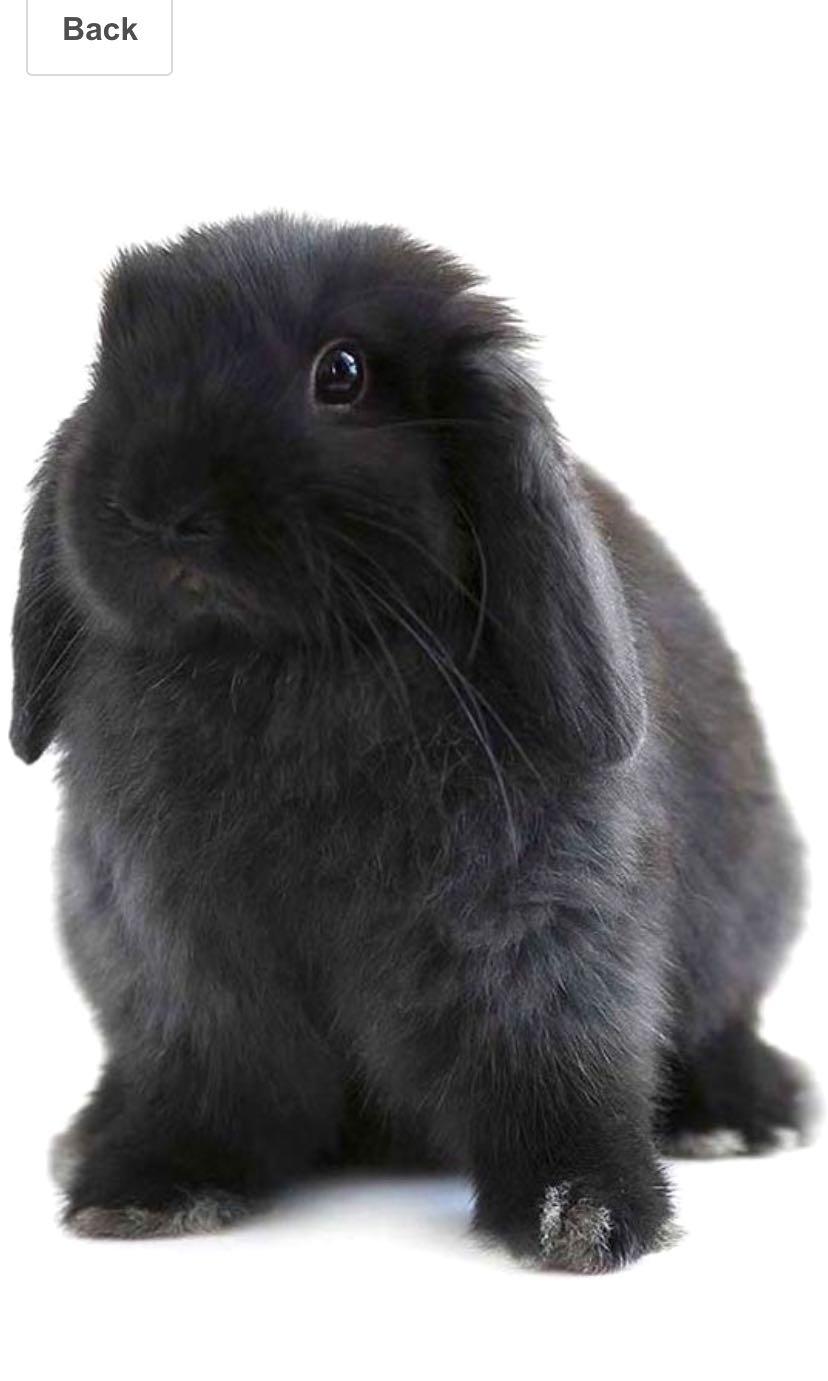 Looking for adopter for holland lop bunny. Come with cage food