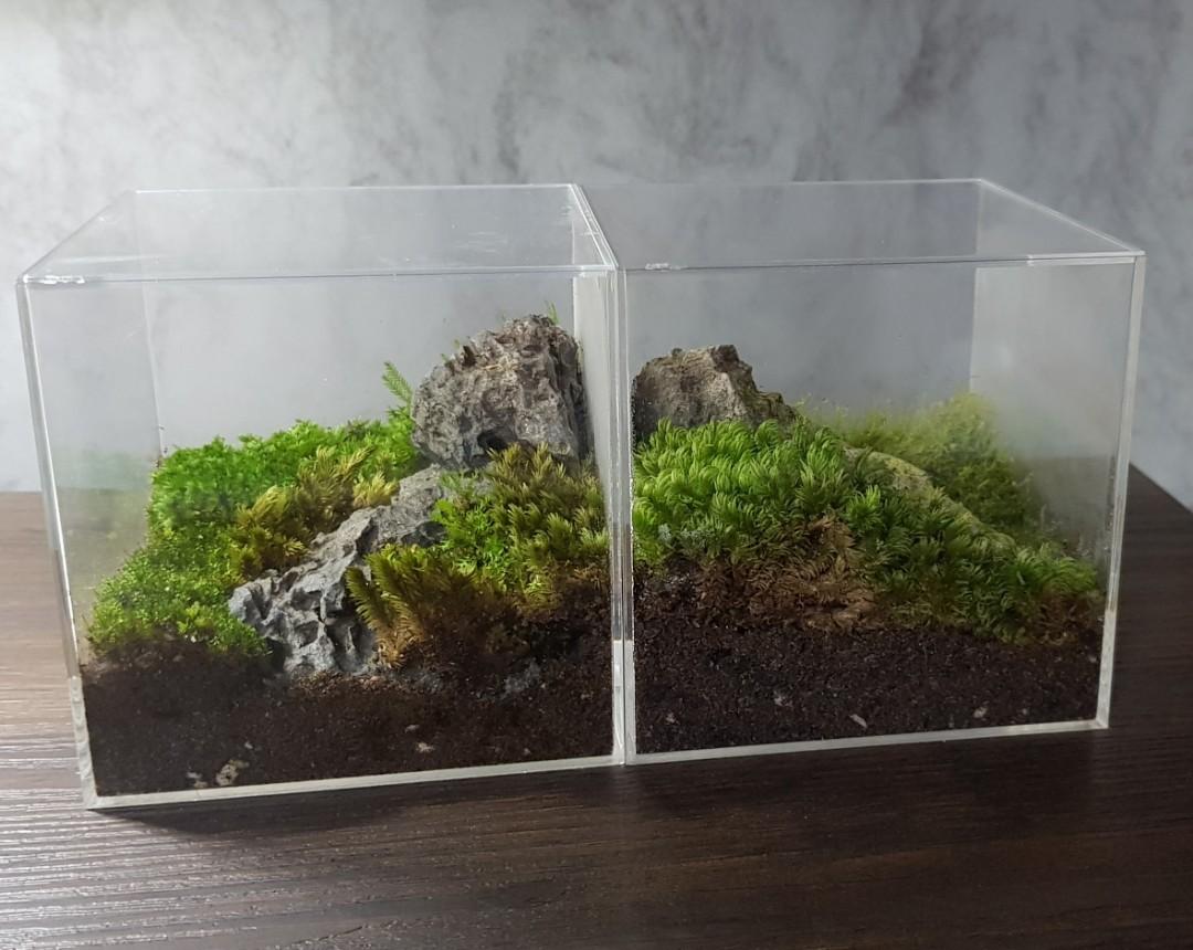 Mossarium, Terrarium, Furniture & Home Living, Home Decor, Artificial