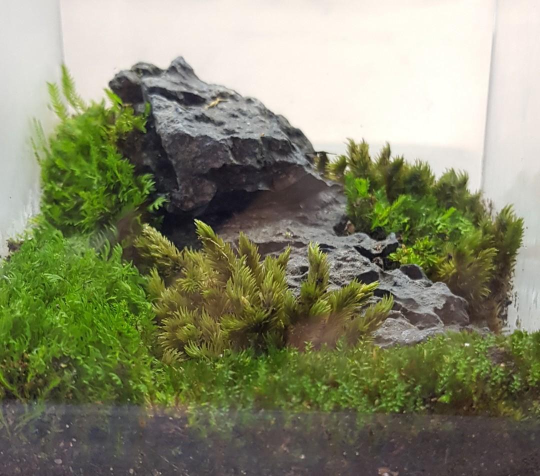 Mossarium, Terrarium, Furniture & Home Living, Home Decor, Artificial