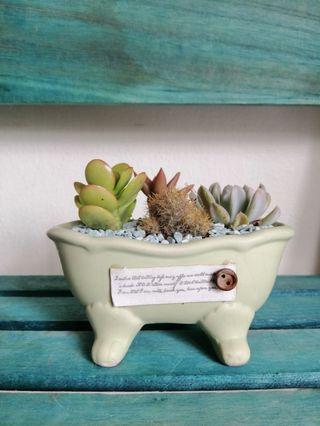 Cactus Succulent Mini Garden