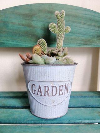 Cactus Succulent Mini Garden