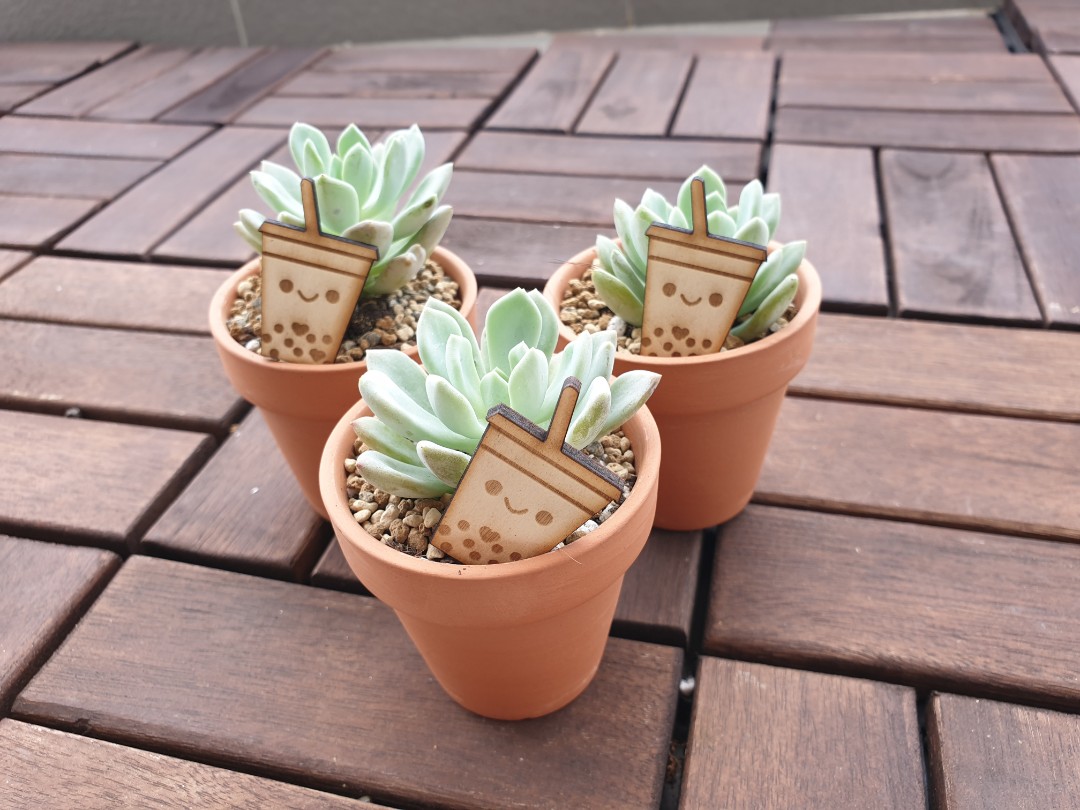 Christmas Gift Bubble Tea Succulents Furniture Home Living Home Decor Other Home Decor On Carousell