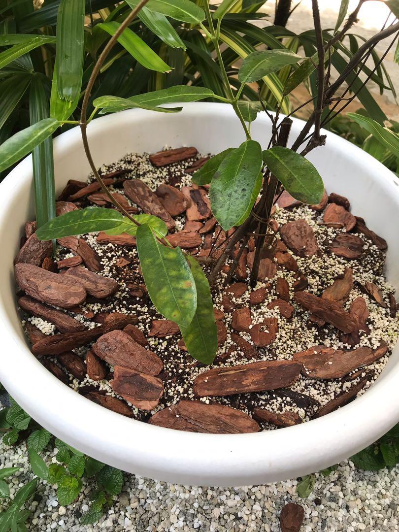 Pine Bark 2l Orchid Succulent Cactus Soil Soil Amendment Gardening Plants On Carousell