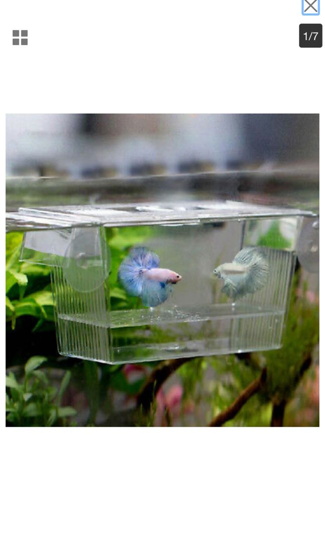 Betta Breeding Tank Pet Supplies For Fish Fish Tank Accessories On Carousell