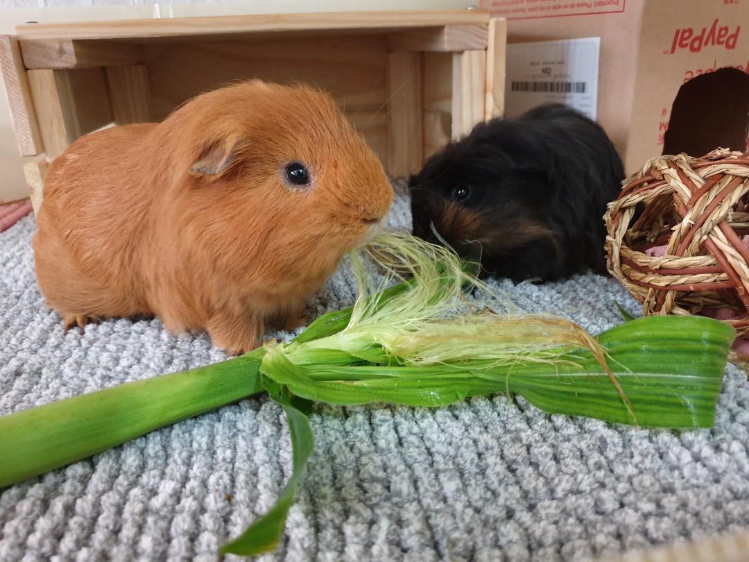Pet Boarding for guinea pig also rabbit hamster and all other small animals Pet Hotel