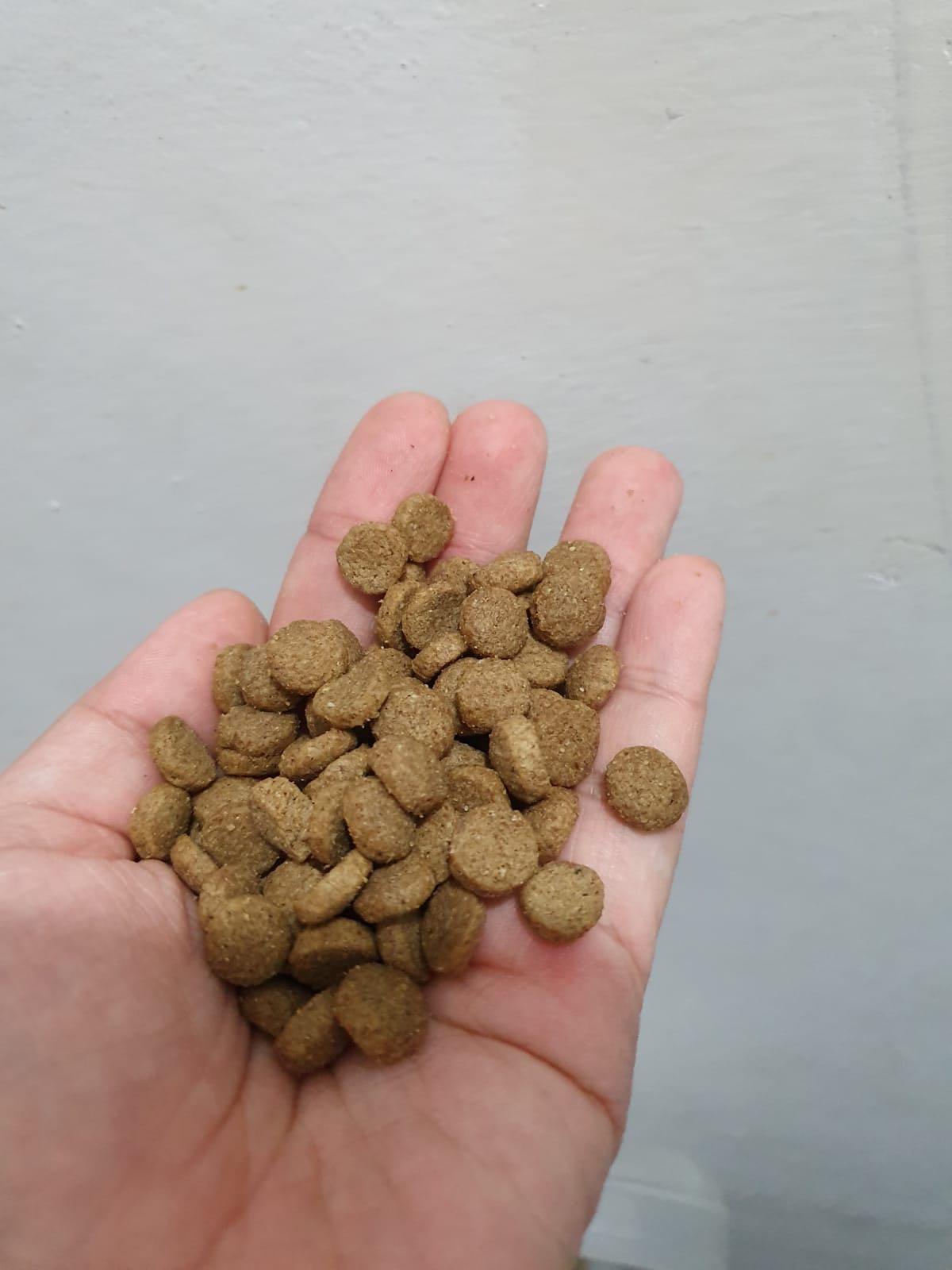Best affordable deals dog food 2019