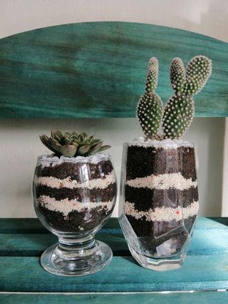 Terrariums