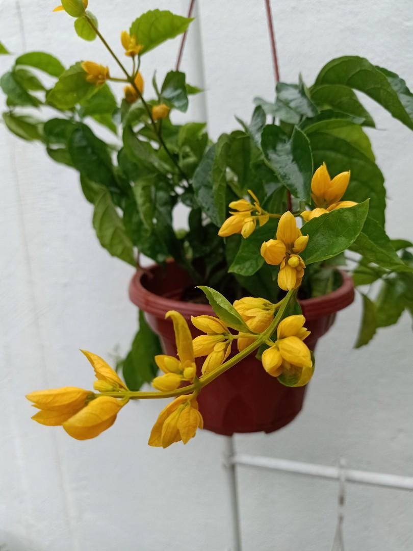 Nong Nooch Vine Plant Hanging Plant Pokok Bunga Gantung Home Furniture Gardening On Carousell