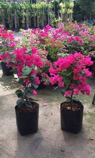 Pokok Bunga Kertas Gardening Carousell Malaysia